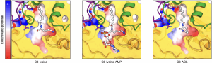 Linares-Otoya, L., Shirkey, J.D., Chhetri, B.K. et al. Discovery of a widespread chemical signalling pathway in the Bacteroidota. Nature (2025).